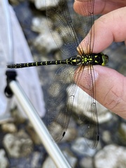 Planaeschna shanxiensis