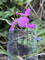 Desmodium batocaulon
