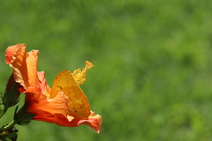 Phoebis philea philea