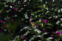 Papilio multicaudata multicaudata