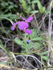 Desmodium batocaulon