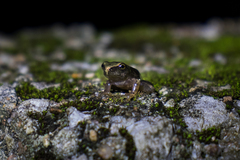 Plectrohyla