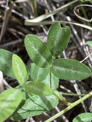 Desmodium batocaulon