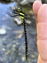 Planaeschna shanxiensis