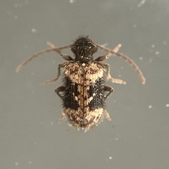 Ptinus texanus
