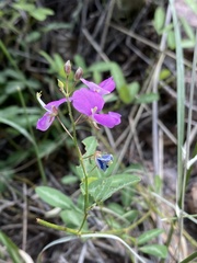 Desmodium batocaulon