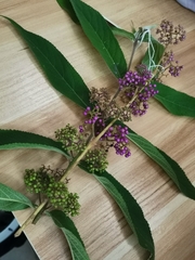 Callicarpa rubella
