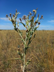Tragopogon podolicus