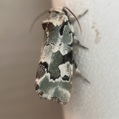 Emarginea percara