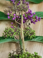 Callicarpa rubella