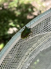 Acrocorisellus serraticollis