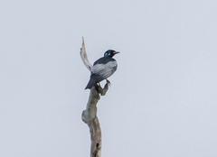 Gymnoderus foetidus
