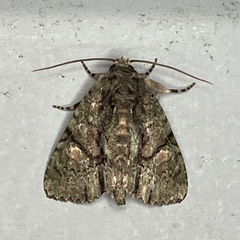 Phosphila miselioides