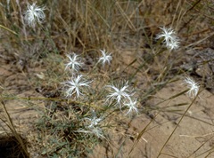 Dianthus squarrosus