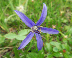 Campanula aurita