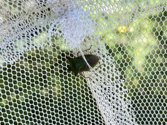 Acrocorisellus serraticollis