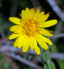Tragopogon pratensis
