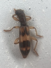 Cymatodera undulata