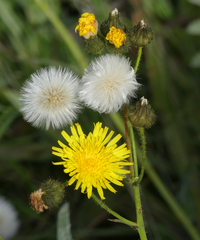 Crepis