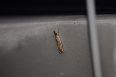 Crambus