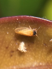 Ctenarytaina insularis