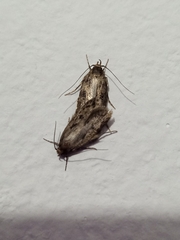 Hofmannophila pseudospretella