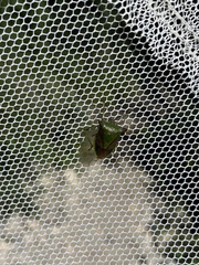 Acrocorisellus serraticollis