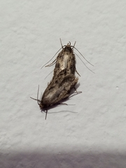 Hofmannophila pseudospretella