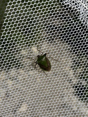 Acrocorisellus serraticollis