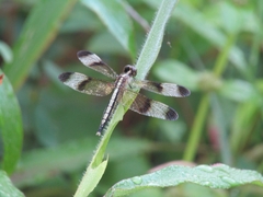 Neurothemis tullia