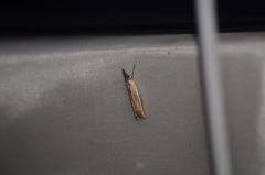 Crambus