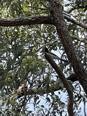 Myiagra rubecula