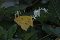 Phoebis philea philea