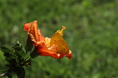 Phoebis philea philea