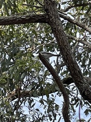Myiagra rubecula