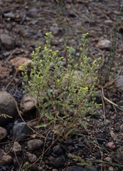 Mimetanthe pilosa