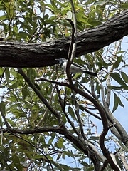 Myiagra rubecula