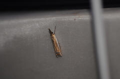 Crambus
