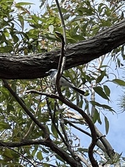 Myiagra rubecula