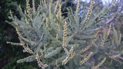 Eysenhardtia polystachya