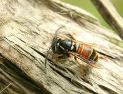 Vespula rufa