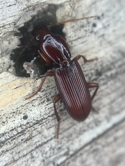 Stenomorphus californicus