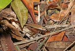 Eneoptera surinamensis