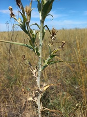 Tragopogon podolicus