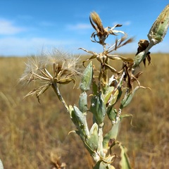 Tragopogon podolicus