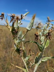 Tragopogon podolicus