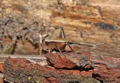 Eneoptera surinamensis