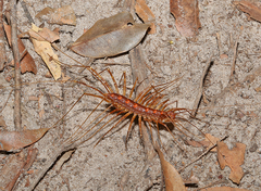 Scutigera