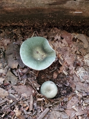 Russula crustosa