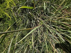 Panicum amarum